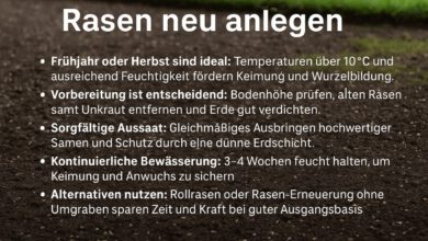 Rasen neu anlegen: Anleitung & Tipps vom Profi