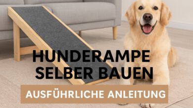 Hunderampe selber bauen – Ausführliche Anleitung