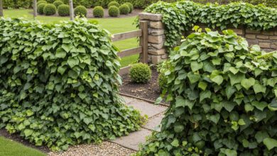 Efeu: Die pflegeleichte Alternative im Garten