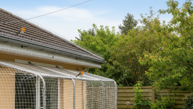 Vogelschutz rund ums Haus